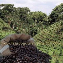 Fairtrade Colombian (Item ID:11246)