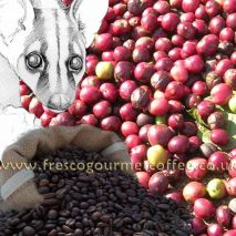 Kopi Luwak (Civet Cat Coffee) (Item ID:23947)
